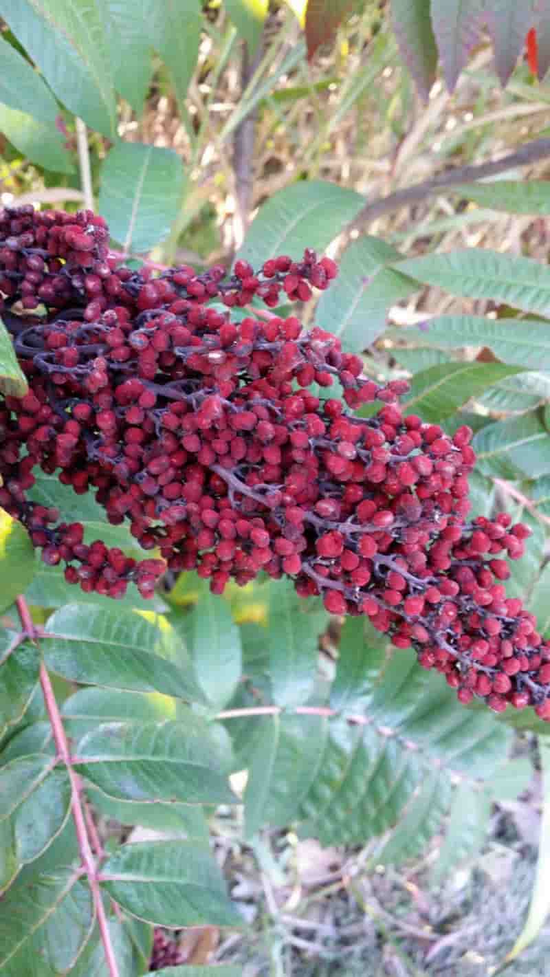 سماق شاخه ای مرغوب با عطر طبیعی کوهستان